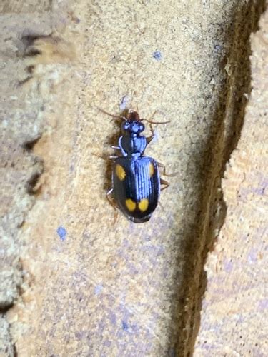 types of beetles in the philippines|Beetles of the Philippines's Check List · iNaturalist.